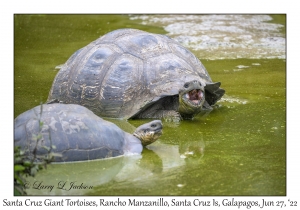 Santa Cruz Giant Tortoises