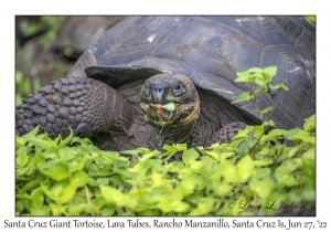 Santa Cruz Giant Tortoise