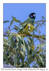 Port Lincoln Parrot