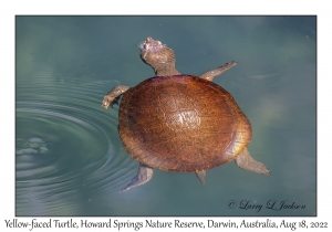 Yellow-faced Turtle
