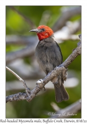 Red-headed Myzomela male