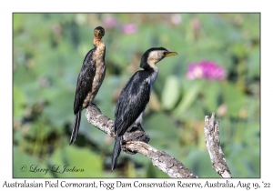 Australasian Pied Cormorant