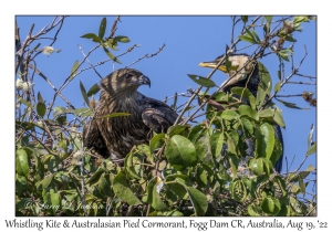 Whistling Kite & Australasian Pied Cormorant