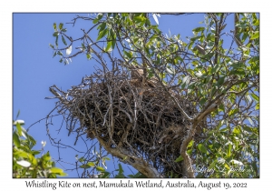 Whistling Kite on nest