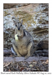 Short-eared Rock Wallaby