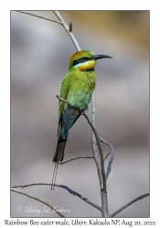 Rainbow Bee-eater male