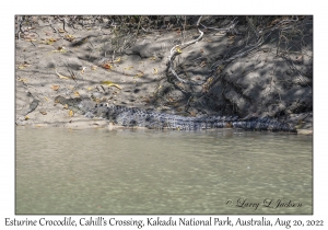 Esturine (Saltwater) Crocodile