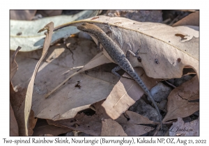 Two-spined Rainbow Skink