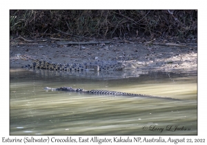 Esturine (Saltwater) Crocodiles
