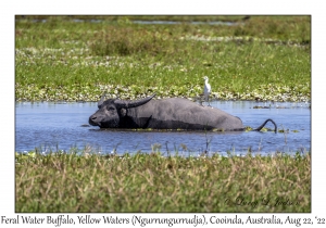 Feral Water Buffalo