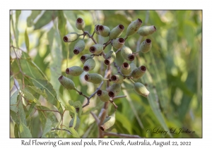 Red Flowering Gum seed pods