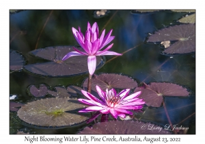Night-blooming Water Lily