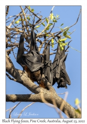 Black Flying-foxes