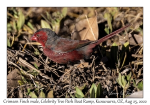 Crimson Finch male