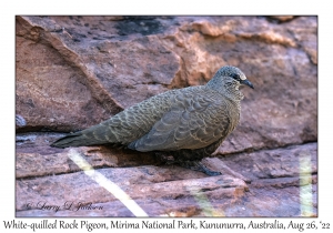 White-quilled Rock Pigeon