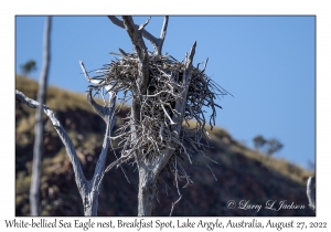 White-bellied Sea Eagle nest