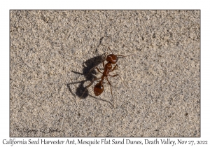California Seed Harvester Ant
