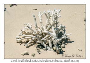 Coral Skeleton