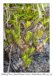 Oakleaf Fern