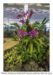 Lobby Plants