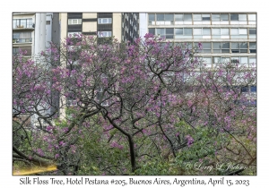 2023-04-15#8448 Ceiba speciosa - Silk Floss Tree, Hotel Pestana #205, Buenos Aires, Argentina