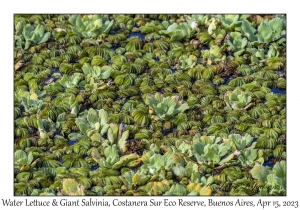 Water Lettuce & Giant Salvinia