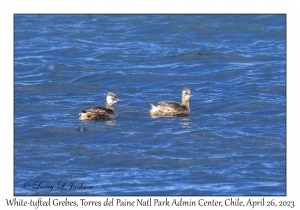 White-tufted Grebes