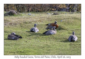 Ashy-headed Geese