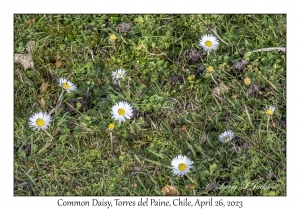 Common Daisy