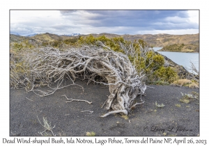 Dead Wind-shaped Bush