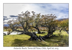 Antarctic Beech