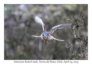 American Kestrel male