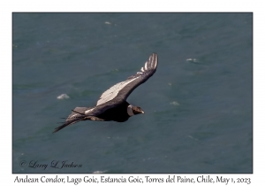 Andean Condor