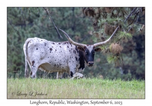 Longhorn