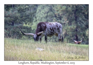 Longhorn