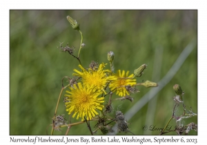 Narrowleaf Hawkweed