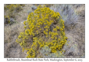 Rabbitbrush