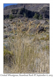 Crested Wheatgrass Seedheads