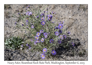 2023-09-06#9358 Dieteria canescens - Hoary Aster, Steamboat Rock SP, Washington, USA