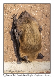 Big Brown Bat