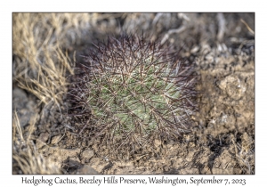 Hedgehog Cactus