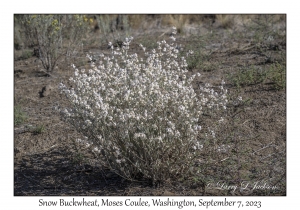 Snow Buckwheat