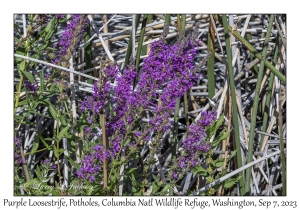 Purple Loosestrife