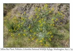 Yellow Bee Plant