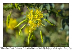 Yellow Bee Plant