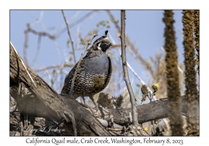 California Quail male