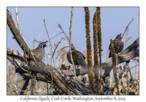 California Quails
