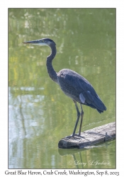 Great Blue Heron