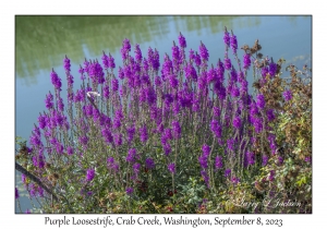 Purple Loosestrife