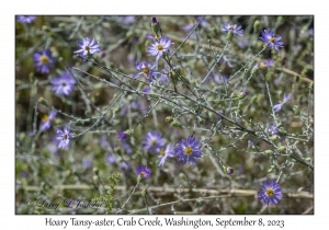 Hoary Tansy-aster
